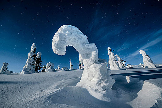 夜景,星空,冬天,积雪,松树,松属,国家公园,拉普兰,芬兰,欧洲