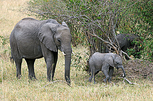 非洲,大象,母牛,诞生,幼兽,马赛马拉国家保护区,肯尼亚,东非