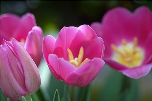 粉色,黄色,郁金香,花