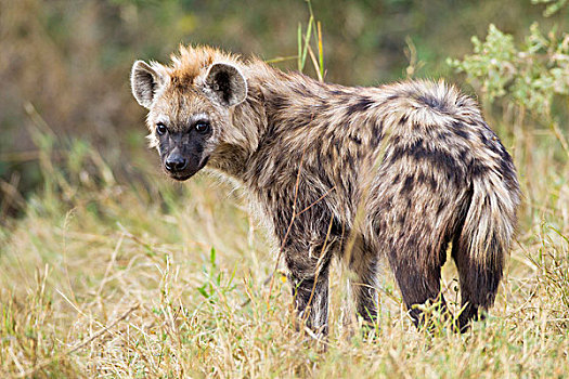 头像,幼兽,斑鬣狗,奥卡万戈三角洲,博茨瓦纳,非洲
