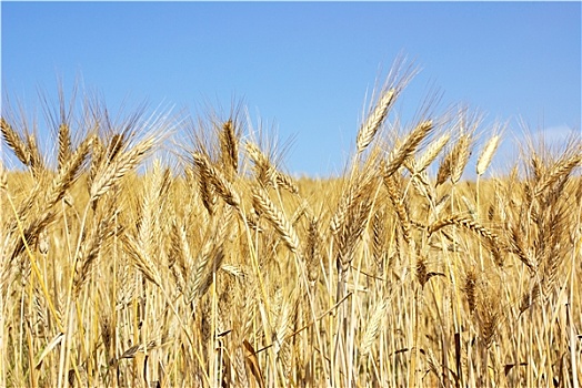 小麦,针状物,葡萄牙,地点