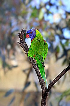 彩虹,成年,鸟,栖息,树,南澳大利亚州,澳大利亚,大洋洲