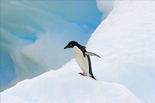 阿德利企鹅,平衡性,光滑,冰山,西部,南极