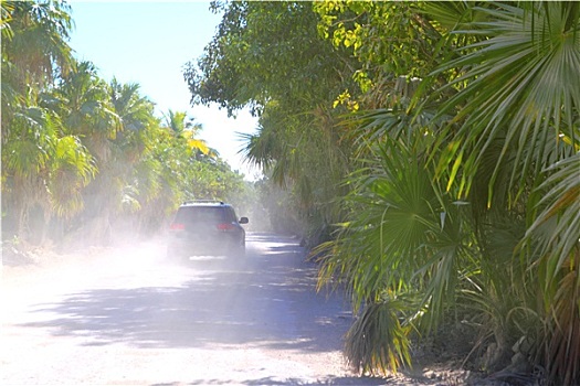 棕榈树,道路,汽车,沙子,灰尘,雾状