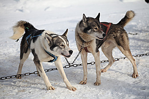 雪橇犬哈士奇