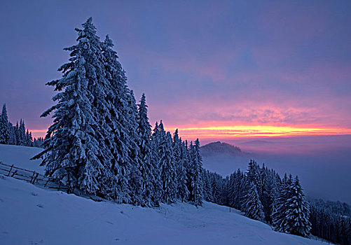 黎明,冬天,积雪,树,施蒂里亚,奥地利,欧洲