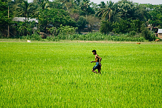 一个,男人,跑,稻田,孟加拉,四月,2008年