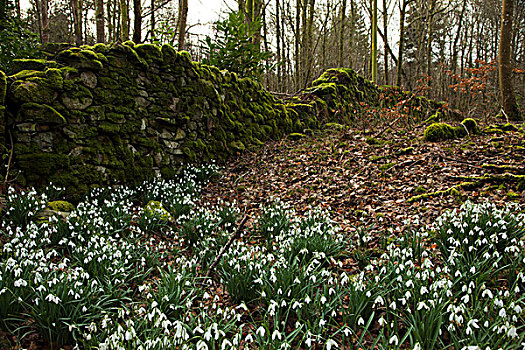 雪花莲,雪花属植物,树林,旁侧,石墙,门房,邓弗里斯,苏格兰