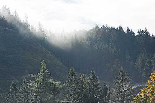 雾,上方,树林,山,萨尔茨堡,奥地利