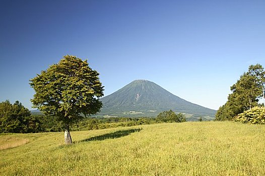 山,巨树