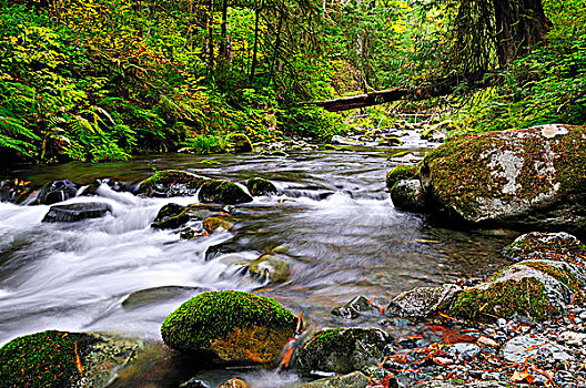 河,省立公园,靠近,维多利亚,不列颠哥伦比亚省,加拿大