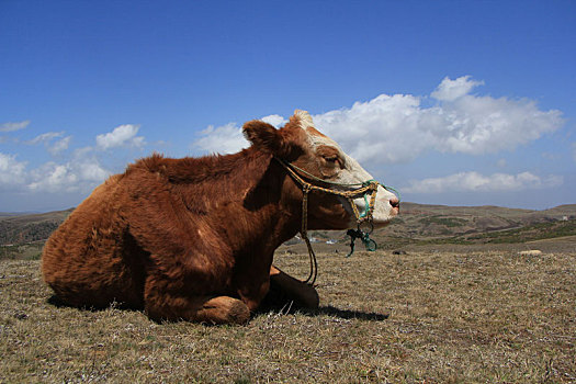 卧在高原草地上的一条黄牛