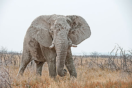 非洲象,雄性动物,站立,草地,埃托沙国家公园,纳米比亚,非洲