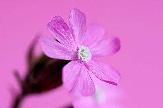 粉色,锦紫苏,花