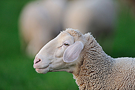 绵羊,牧场