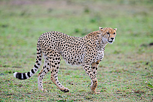 印度豹,看,马赛马拉国家保护区,肯尼亚,东非,非洲
