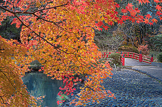 日本,奈良,城市,秋色
