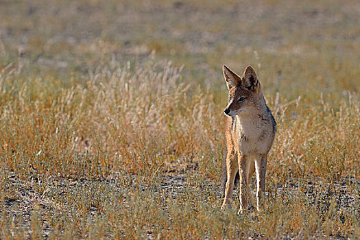 黑背狐狼,早晨,亮光,卡拉哈迪大羚羊国家公园,北开普,南非,非洲