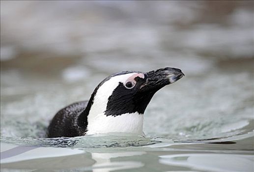 非洲企鹅,黑脚企鹅,游泳