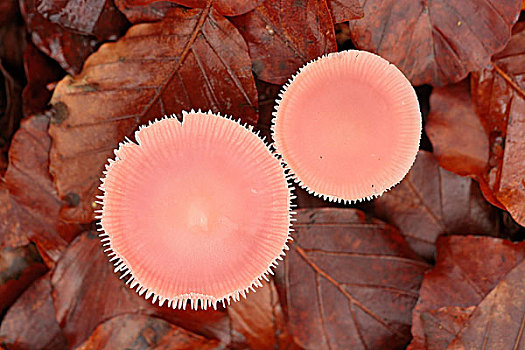 玫瑰红色,两个,蘑菇头,齿轮