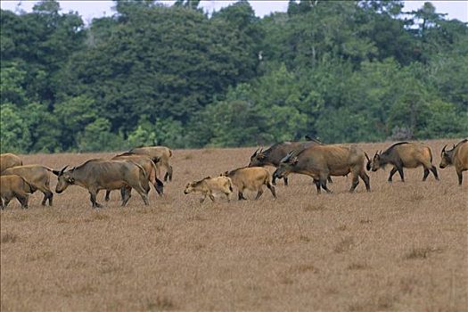 南非水牛,非洲水牛,牧群,走,草地,加蓬,西非