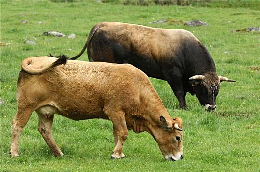 放牧,饲养,公牛,牛,法国,欧洲