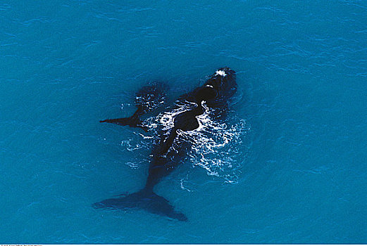南露脊鲸,澳大利亚