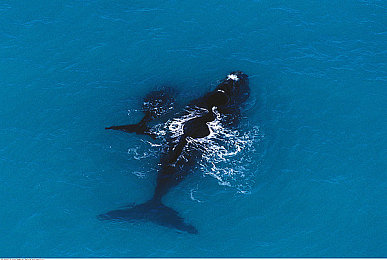 南露脊鲸图片