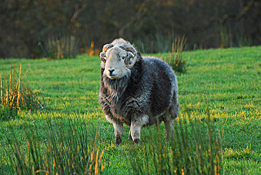 生活,绵羊,站立,草场,兰开夏郡,英格兰,英国,欧洲