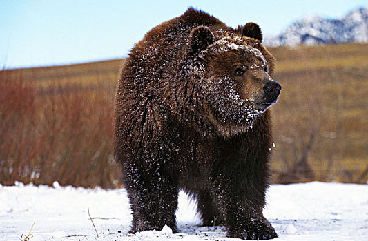 科迪亚克熊,熊,成年,站立,雪,阿拉斯加