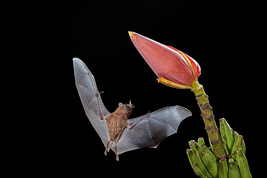 蝙蝠,夜晚,接近,香蕉,花,泻湖,哥斯达黎加,中美洲