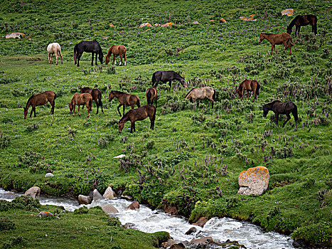 马,牧群,吉尔吉斯斯坦,亚洲
