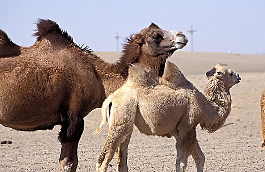 巴克特里亚,骆驼,双峰驼,沙漠,乌兹别克斯坦