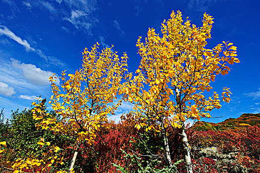 白杨,树,秋天,彩色,德纳里峰国家公园,阿拉斯加,美国