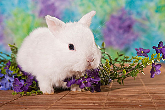 年轻,白色,迷你兔,紫花