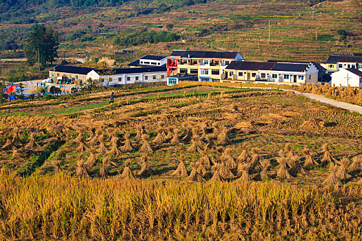 稻田,稻子,山村,收获,金秋