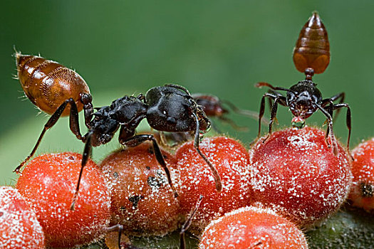 蚂蚁,一对,护理,鳞片,昆虫,几内亚