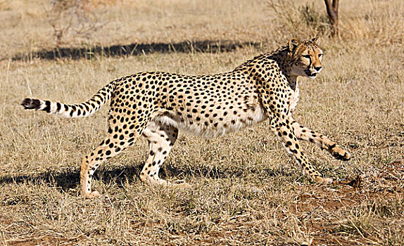 印度豹,纳米比亚,非洲