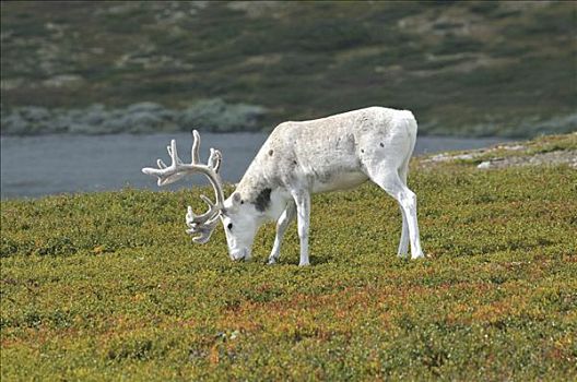 驯鹿,驯鹿属,瑞典,斯堪的纳维亚,欧洲