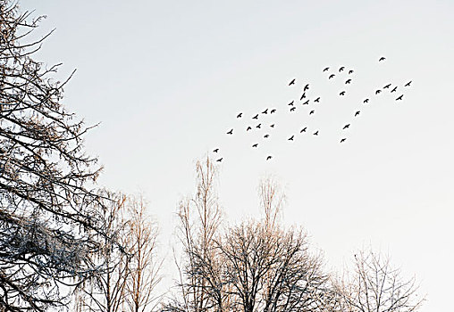 鸟群,飞跃,积雪,树