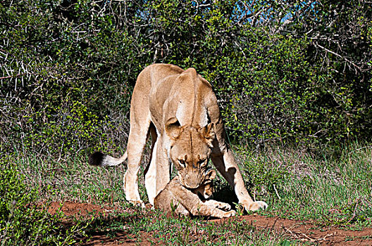 雌狮,幼兽,游戏,南非