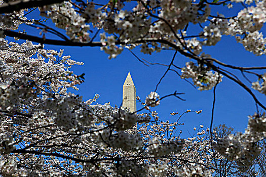 樱花,开花,华盛顿特区,四月