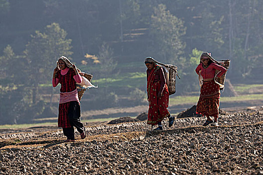 女性,尼泊尔人,农民,篮子,走,地点,靠近,尼泊尔,亚洲