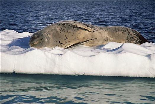 海豹,睡觉,浮冰,海岸,南极半岛