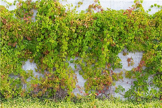 常春藤,叶子,墙壁,背景
