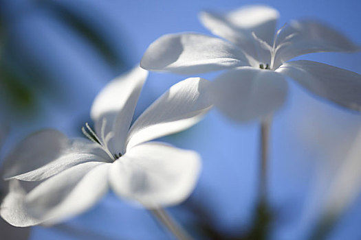 蓝天下的白色花朵