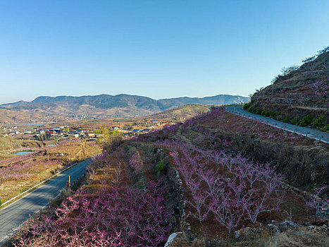 山东蒙阴岱崮地貌桃花盛开