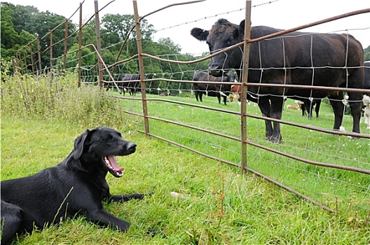 母牛,看,拉布拉多犬,栅栏