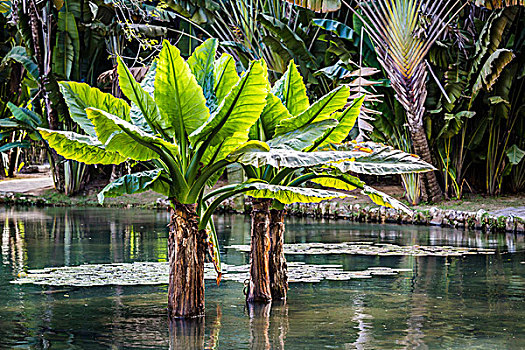 棕榈树,植物园,里约热内卢,巴西