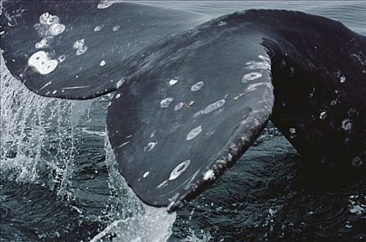 灰鲸,尾部,特写